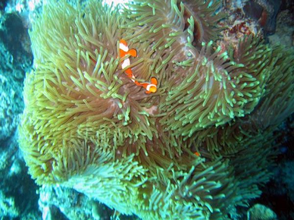 clownfish.jpg