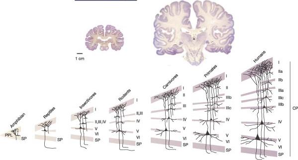 neocortex