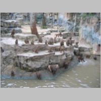 Sing-Zoo-106.html